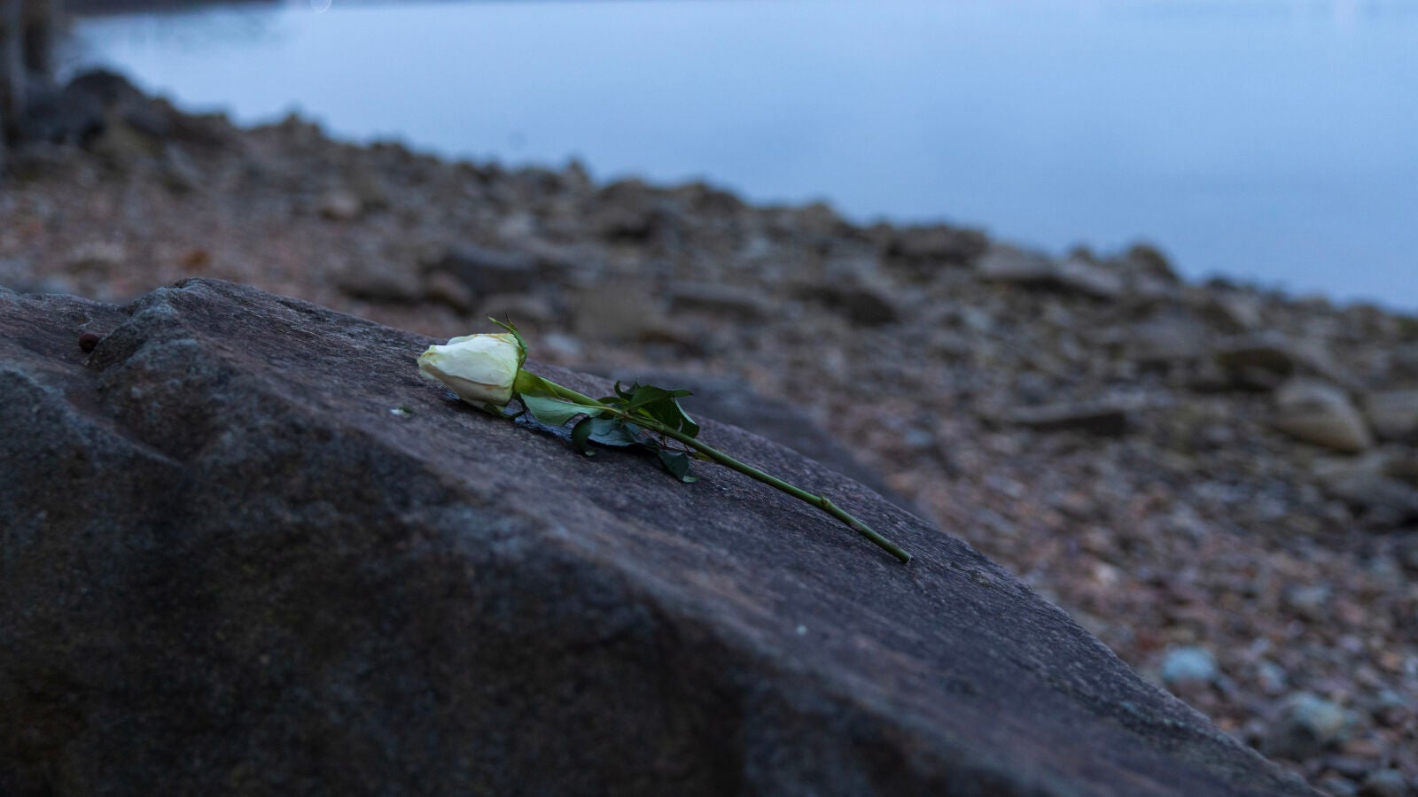 Una flor descansa a orillas del r&iacute;o Potomac, cerca del sendero Mount Vernon en Alejandr&iacute;a, un conmovedor recordatorio despu&eacute;s de la tr&aacute;gica colisi&oacute;n en el aire entre un avi&oacute;n de American Airlines y un helic&oacute;ptero Black Hawk del ej&eacute;rcito.