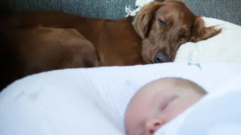 Perro y bebé durmiendo Perro y bebé durmiendo
