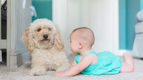 Perro y bebé Perro y bebé