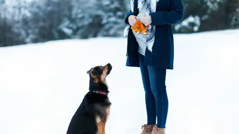 Perro y mujer embarazada Perro y mujer embarazada