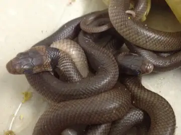Descubren más de 100 serpientes negras de vientre rojo en el patio trasero de una casa en Sídney Descubren más de 100 serpientes negras de vientre rojo en el patio trasero de una casa en Sídney