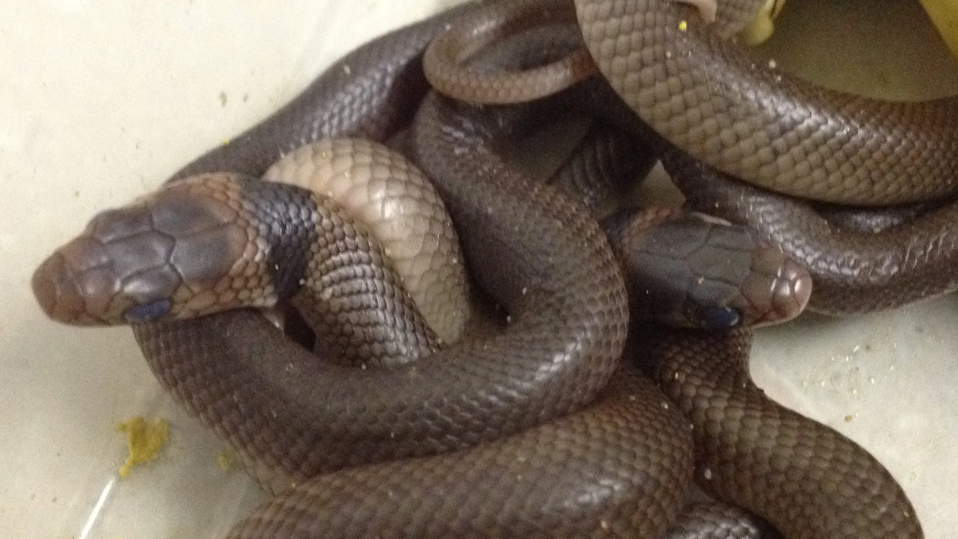 Descubren más de 100 serpientes negras de vientre rojo en el patio trasero de una casa en Sídney Descubren más de 100 serpientes negras de vientre rojo en el patio trasero de una casa en Sídney
