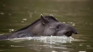 Imagen de un tapir. Imagen de un tapir.