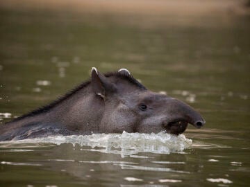 Imagen de un tapir.
