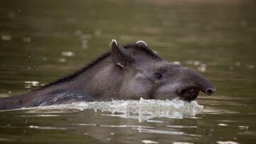 Imagen de un tapir.