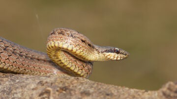 Una serpiente 