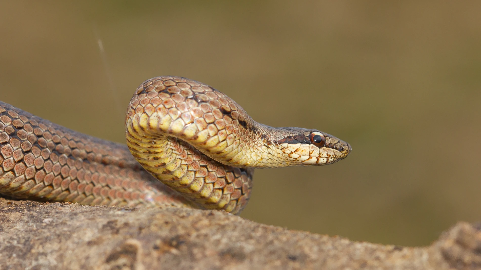Una serpiente Una serpiente