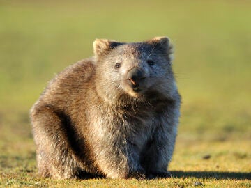 Imagen de archivo de un wombat