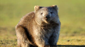 Imagen de archivo de un wombat