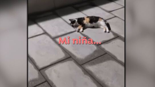 Plaga de gatos.