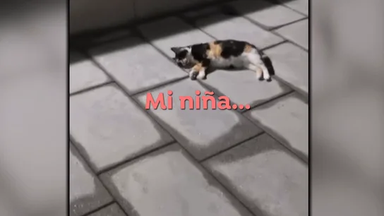 Plaga de gatos. Plaga de gatos.
