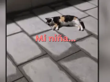 Plaga de gatos. Plaga de gatos.