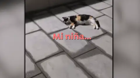 Plaga de gatos. Plaga de gatos.