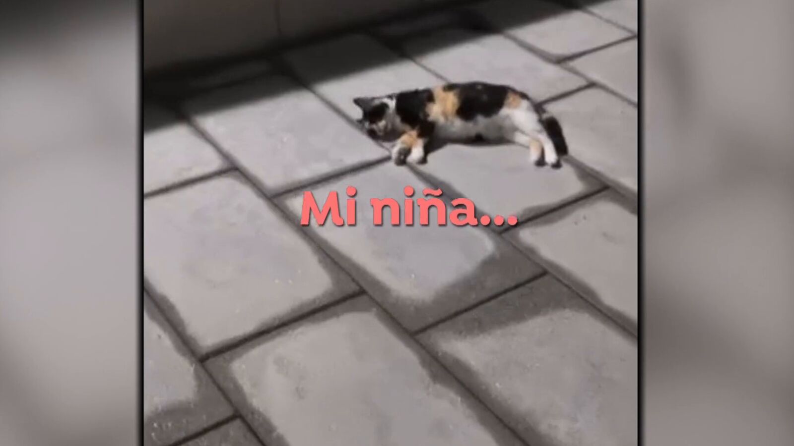 Tensión vecinal por una colonia de gatos en una urbanización de Madrid: 