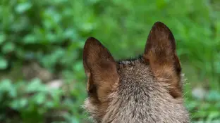 Imagen de archivo de un lobo Ibérico Imagen de archivo de un lobo Ibérico