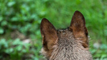 Imagen de archivo de un lobo Ibérico