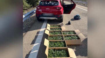 El coche y las plantas de marihuana