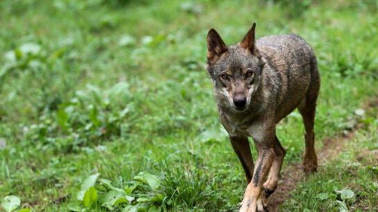 Un lobo Ib&eacute;rico en una fotograf&iacute;a de archivo