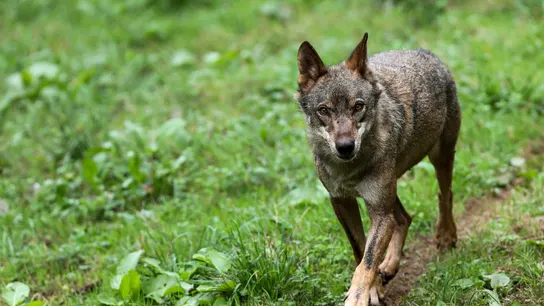 Un lobo Ibérico en una fotografía de archivo Un lobo Ibérico en una fotografía de archivo