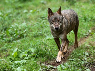 Un lobo Ibérico en una fotografía de archivo