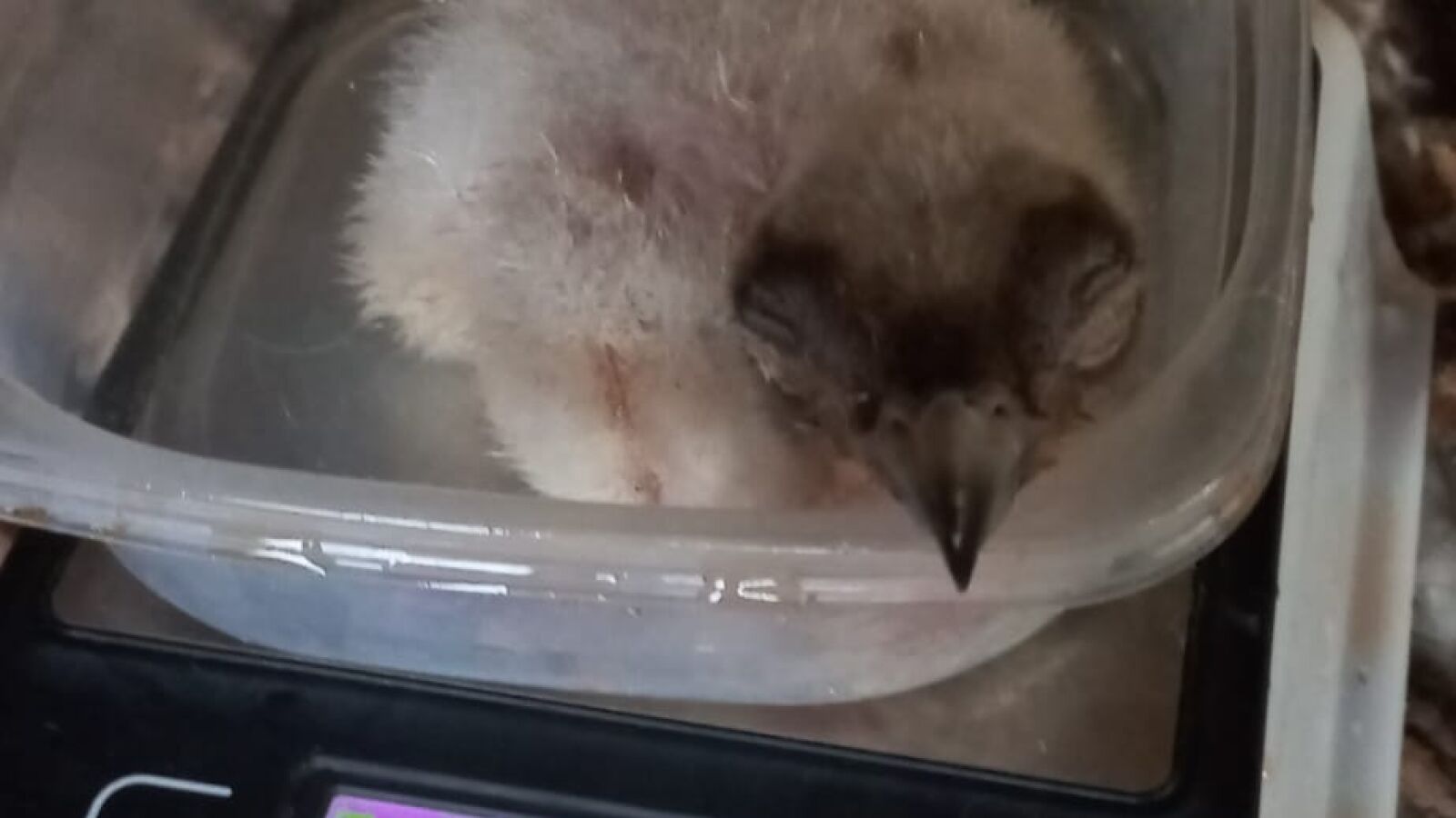 Nace la primera cría de quebrantahuesos en un zoo en España: 