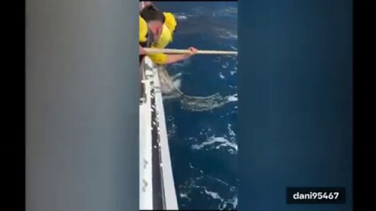 Una cr&iacute;a de rorcual aliblanco fue liberada en la costa de Santiago del Teide