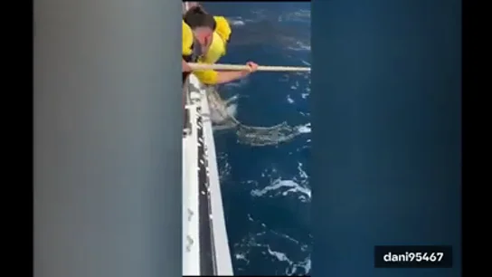 Una cría de rorcual aliblanco fue liberada en la costa de Santiago del Teide Una cría de rorcual aliblanco fue liberada en la costa de Santiago del Teide