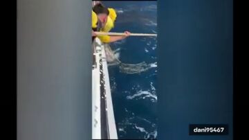 Una cría de rorcual aliblanco fue liberada en la costa de Santiago del Teide