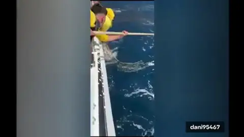 Una cría de rorcual aliblanco fue liberada en la costa de Santiago del Teide Una cría de rorcual aliblanco fue liberada en la costa de Santiago del Teide