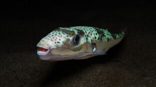 'Lagocephalus sceleratus' fotografiado en Chipre