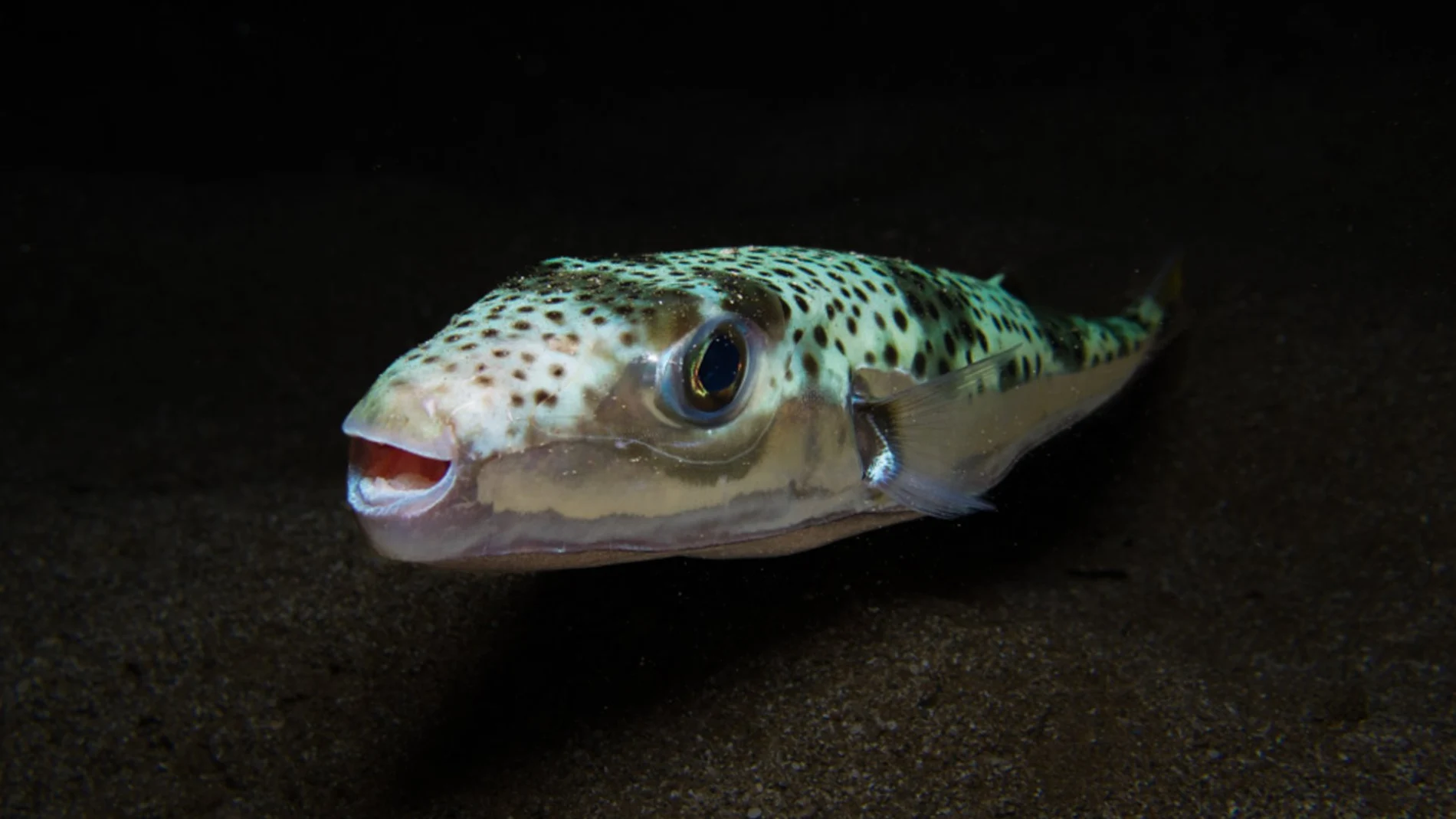 'Lagocephalus sceleratus' fotografiado en Chipre 'Lagocephalus sceleratus' fotografiado en Chipre