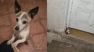 Duras imágenes: Decapitan a su perro y dejan la cabeza en la puerta de su casa en Tenerife Duras imágenes: Decapitan a su perro y dejan la cabeza en la puerta de su casa en Tenerife