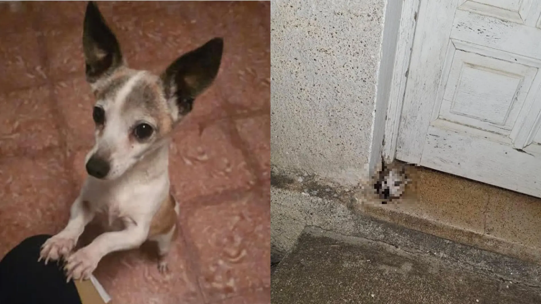 Duras imágenes: Decapitan a su perro y dejan la cabeza en la puerta de su casa en Tenerife Duras imágenes: Decapitan a su perro y dejan la cabeza en la puerta de su casa en Tenerife