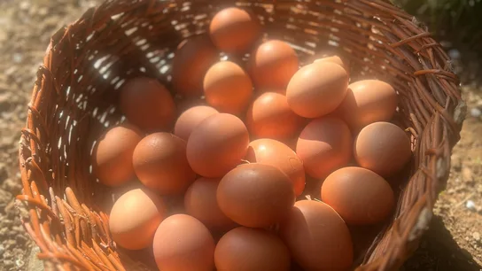 Huevos Huevos