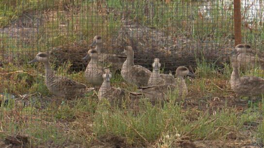 Cercetas Pardillas liberadas en las marismas de Sevilla