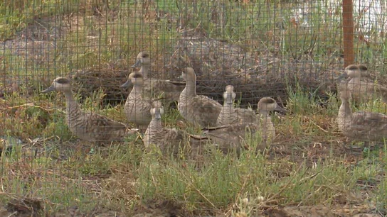 Cercetas Pardillas liberadas en las marismas de Sevilla Cercetas Pardillas liberadas en las marismas de Sevilla