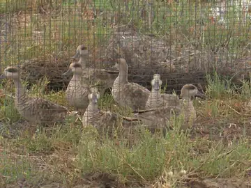 Cercetas Pardillas liberadas en las marismas de Sevilla Cercetas Pardillas liberadas en las marismas de Sevilla