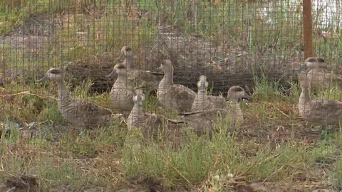 Cercetas Pardillas liberadas en las marismas de Sevilla Cercetas Pardillas liberadas en las marismas de Sevilla