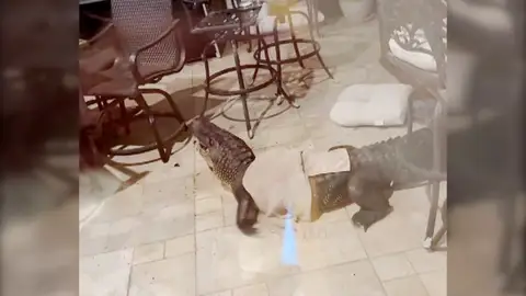 Caimán se cuela en una casa en Luisiana (EEUU) Antena 3 Noticias