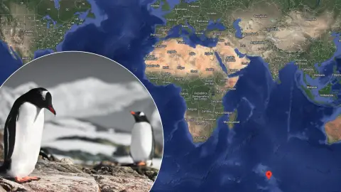 Montaje de pingüinos sobre mapa con la localización de las Islas Heard y McDonald Montaje de pingüinos sobre mapa con la localización de las Islas Heard y McDonald
