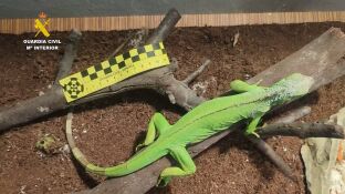 Desmantelado un punto de cr&iacute;a y venta ilegal de fauna protegida en Canarias