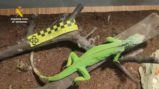 Desmantelado un punto de cría y venta ilegal de fauna protegida en Canarias Desmantelado un punto de cría y venta ilegal de fauna protegida en Canarias