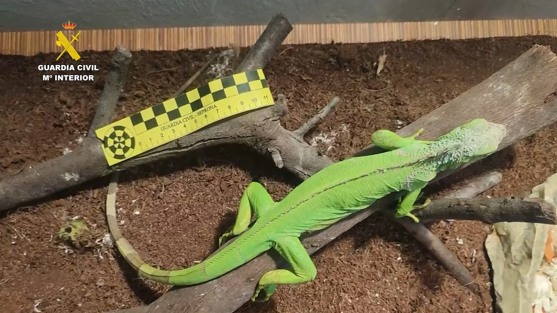 Desmantelado un punto de cría y venta ilegal de fauna protegida en Canarias Desmantelado un punto de cría y venta ilegal de fauna protegida en Canarias