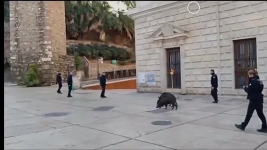 Los jabalíes se pasean por el centro de Málaga Los jabalíes se dejan ver otra vez por el centro de Málaga