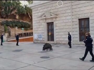 Los jabalíes se pasean por el centro de Málaga