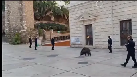 Los jabalíes se pasean por el centro de Málaga Los jabalíes se dejan ver otra vez por el centro de Málaga