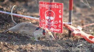 La rata buscaminas "Ronin", ganadora del R&eacute;cord Guinness de detecci&oacute;n de minas antipersonales en Camboya