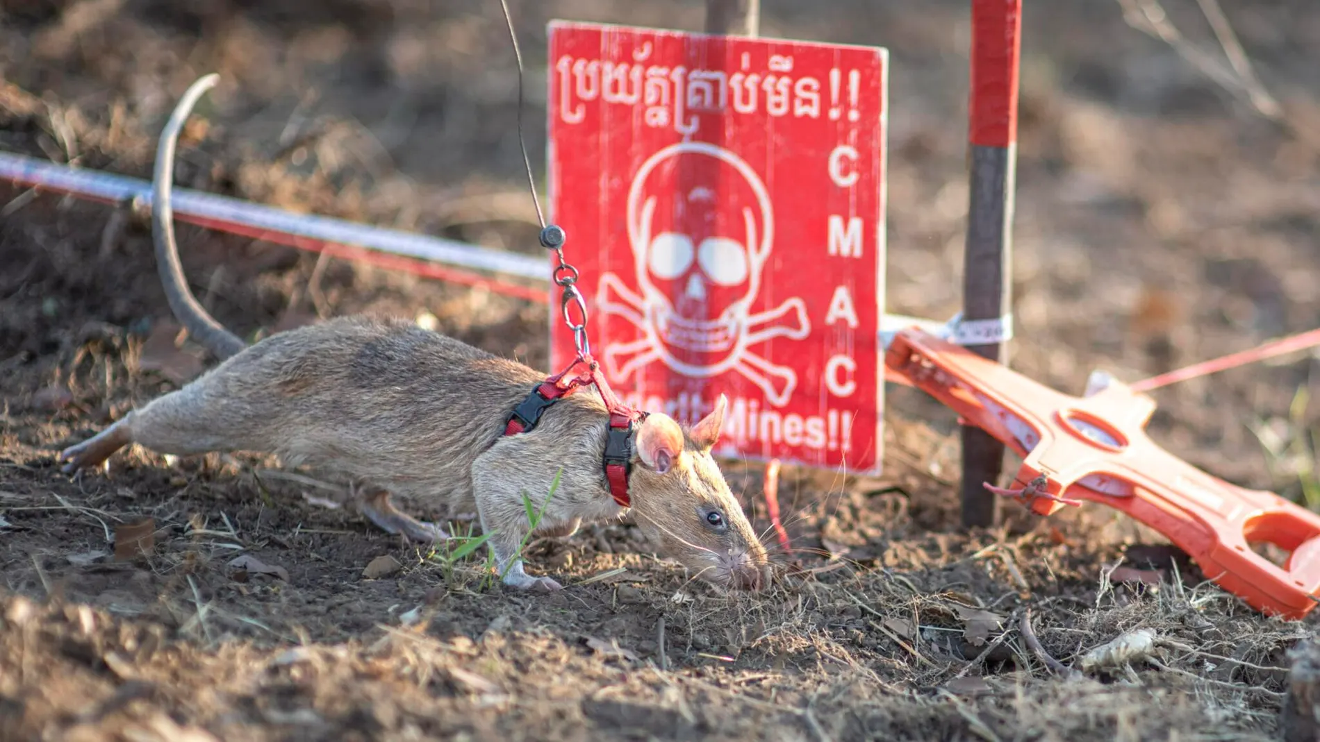 La rata buscaminas "Ronin", ganadora del Récord Guinness de detección de minas antipersonales en Camboya La rata buscaminas "Ronin", ganadora del Récord Guinness de detección de minas antipersonales en Camboya