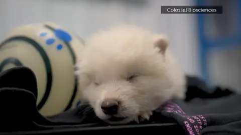 Reviven al lobo gigante. Reviven al lobo gigante.