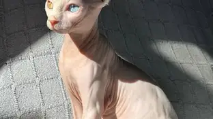 Responde al nombre de Ángela y es de raza sphyx o esfinge Responde al nombre de Ángela y es de raza sphyx o esfinge